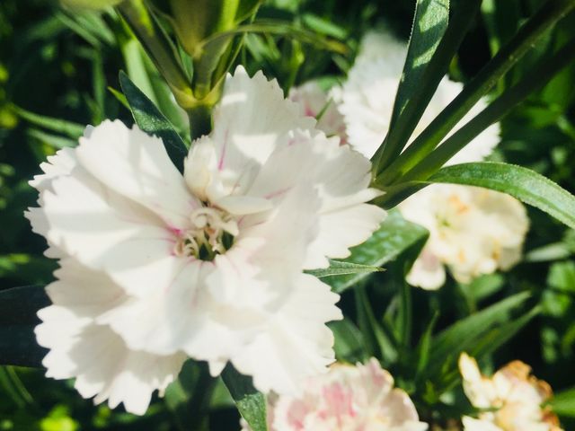 🌺🌸🌼FLOWERS ON THE HIGHEST PEAK🌼🌸🌺