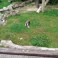 Chessington Safari Hotel