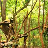 Giant Panda Research Base in Chengdu