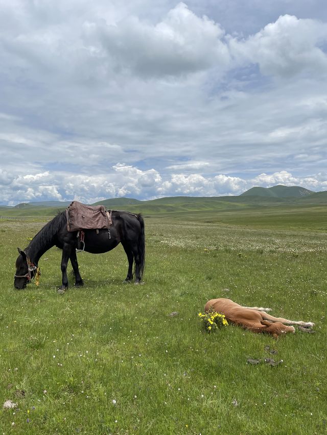 Horse Trek- Langmusi, China