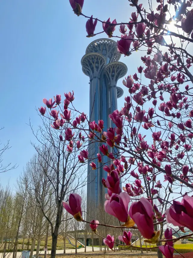Cherry blossoms in Beijing 