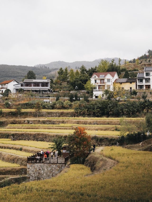 Epic Paddy Field Views in Fall 🌾💛