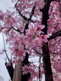This year's cherry blossoms can be enjoyed to the fullest~