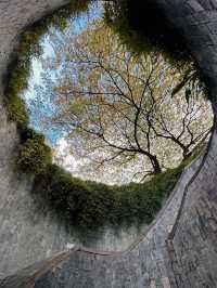 Singapore Dragon's Den | Fort Canning Park • Tree Hole Observatory 🌳 Hidden in the lush greenery