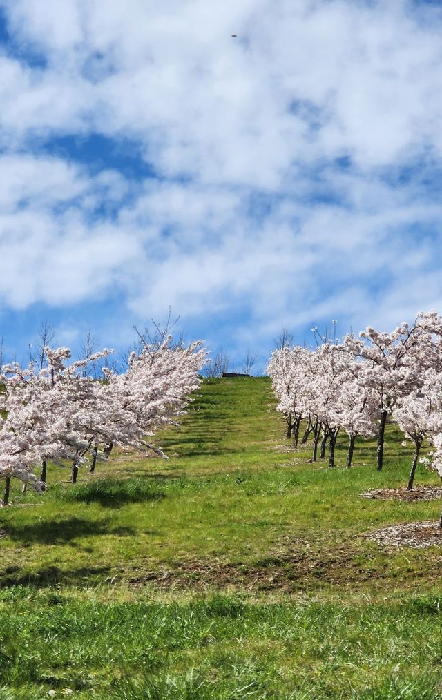 Enjoy the flowers at Canberra Arboretum.