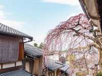 Japan Travel | Strongly recommend these ten cherry blossom check-in spots in Japan 🌸