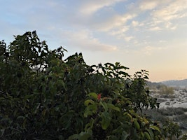 Mindful Wildlife Walk & Talk: Birding | JPL Bridge