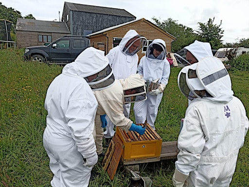 Practical Beekeeping - The Basics | EX36 3QN