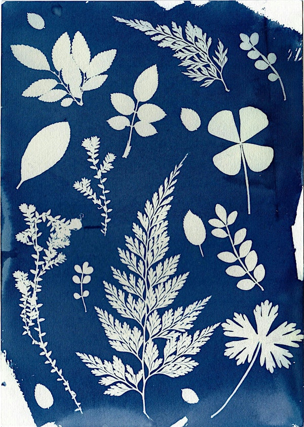 Cyanotype Photogram (Sun Prints) @ the Yellow Bird Cafe | The Yellow Bird Café