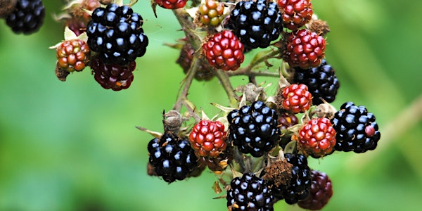 Langdon Foraging in Autumn Walk | Langdon Nature Discovery Park