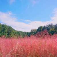 ์ธ์ฐ ํํฌ๋ฎฌ๋ฆฌ ๋ช
์ '์ธ์ฐ๋๊ณต์'