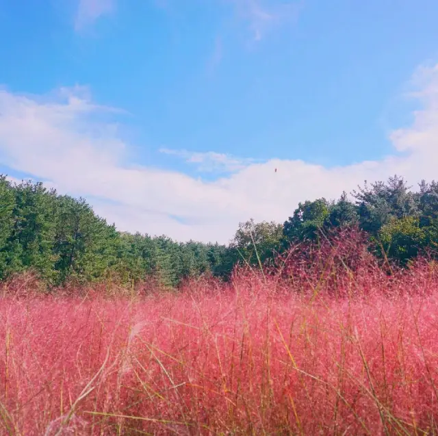 울산 핑크뮬리 명소 '울산대공원'