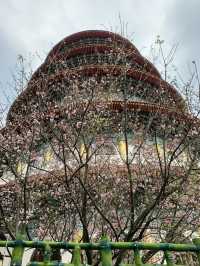 櫻花🌸盛開時｜台北天元宮