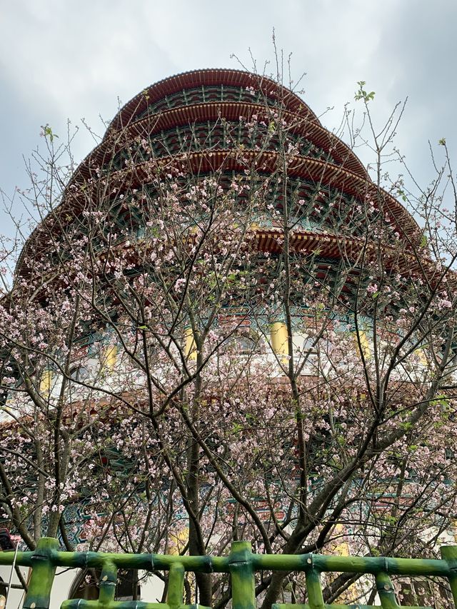 櫻花🌸盛開時｜台北天元宮