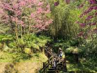 阿里山石棹步道群-茶之道