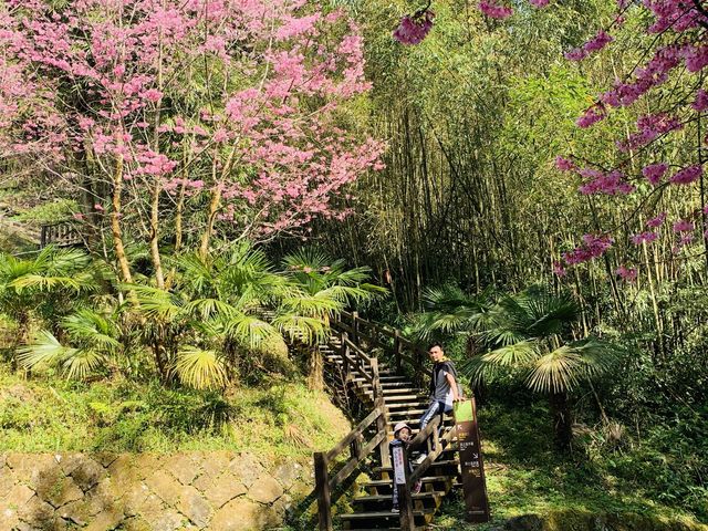 阿里山石棹步道群-茶之道