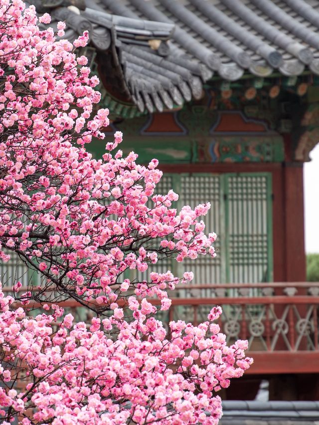 한옥과 꽃을 조화는 사랑이죠❣️