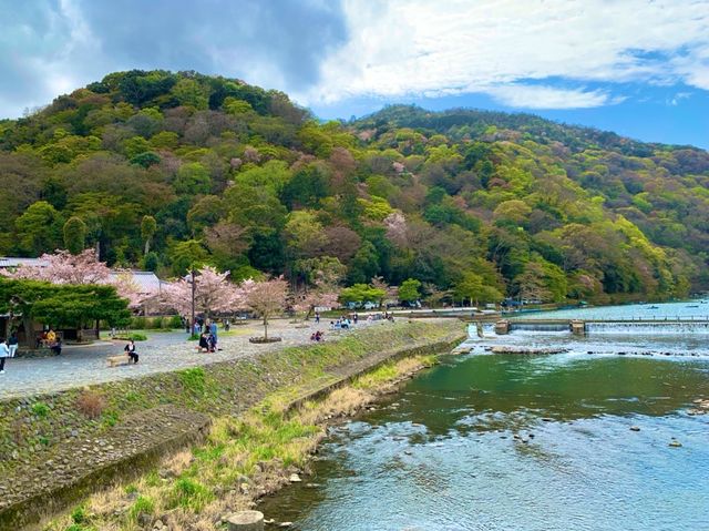 京都　KYOTO SAKURAめぐり❗️渡月橋から嵐山公園中之島地区まで散策してみた！
