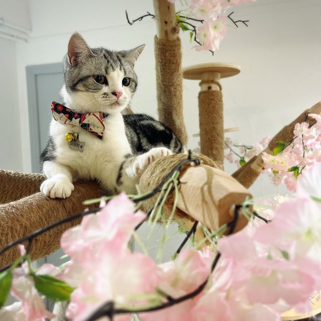 🐱 萌爆喵星人伴你渡過週末