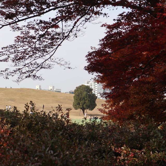 나홀로나무🌳 올림픽공원