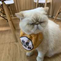 高質荃灣貓cafe🐈