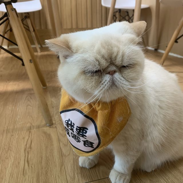 高質荃灣貓cafe🐈