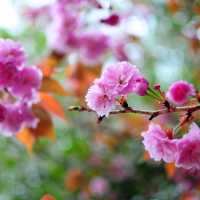 LATE SPRING @SHINJUKU GYOEN NATIONAL GARDEN