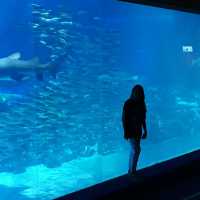 Sea Life Aquarium Busan