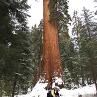 Sequoia, a land of Giants