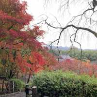 京都紅葉2022 天龍寺の紅葉