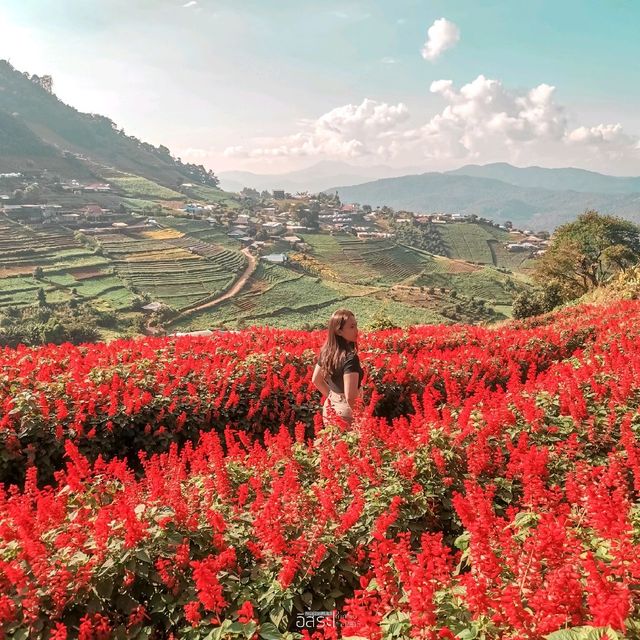 สวนดอกไม้​ แกรนวิว-การ์เด้น​ ​| ม่อนแจ่ม​ 