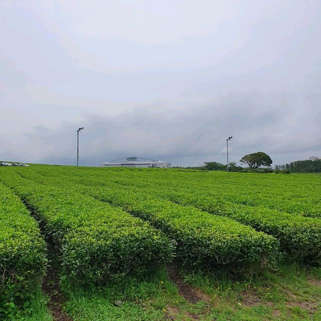 제주도 여행 - 제주 오설록 티뮤지엄