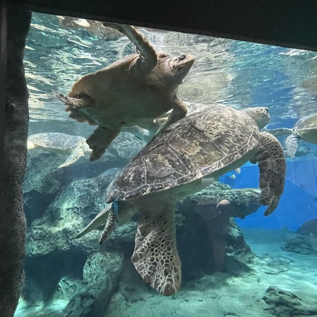 名古屋水族館の生き物たち