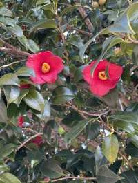 동백은 역시 서귀포 위미🌺
