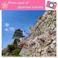 【兵庫 明石城跡】美しき城跡と桜の撮影スポット🌸🌸🌸