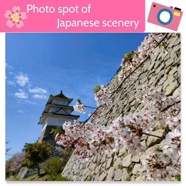 【兵庫 明石城跡】美しき城跡と桜の撮影スポット🌸🌸🌸