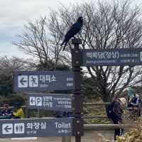 #봄여행 으로 떠난 제주도 한라산 백록담 (feat.성판악코스)