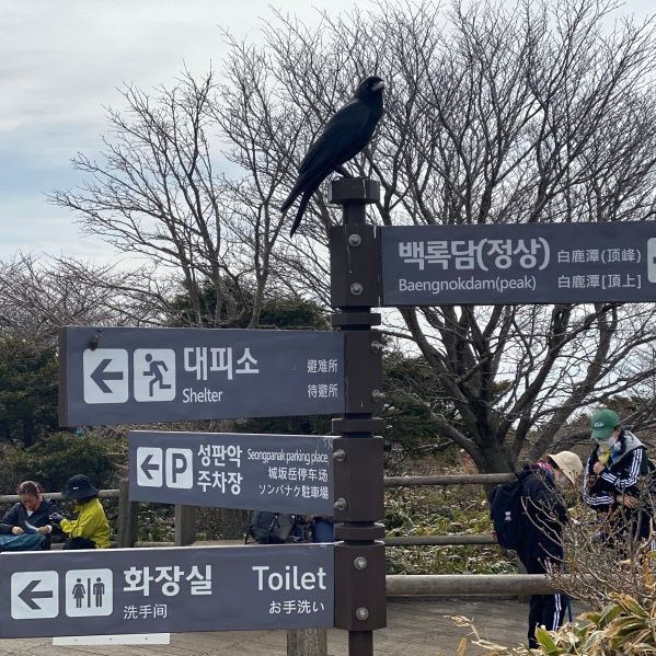 #봄여행 으로 떠난 제주도 한라산 백록담 (feat.성판악코스)
