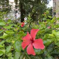 漫遊長沙灣道賞花