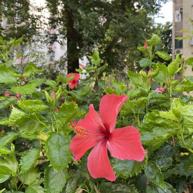 漫遊長沙灣道賞花 漫遊長沙灣道賞花