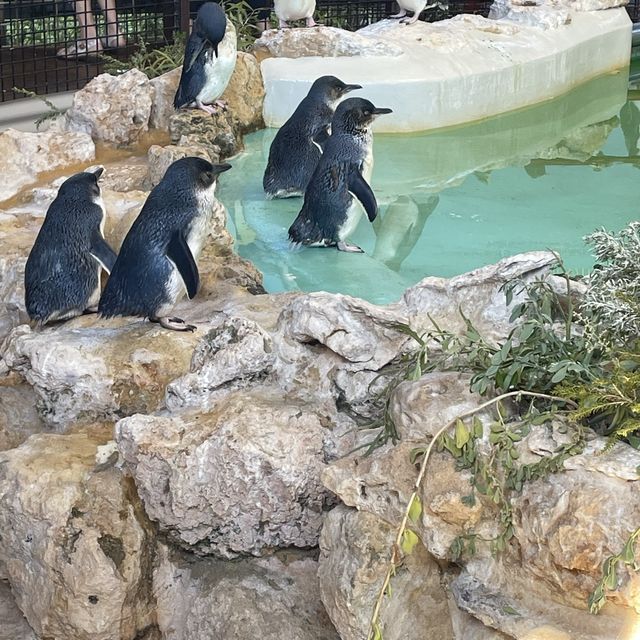 Marine Wildlife - Penguin Island, Perth 