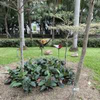 賞花好地方「蝴蝶灣公園」