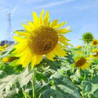 愛知県！秋の花畑でひまわりが満開