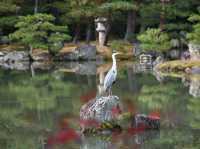 Beautiful Golden Pavilion 🍁🍂