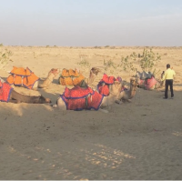 Thar Desert : Sand dunes Jaisalmer 🌴📸