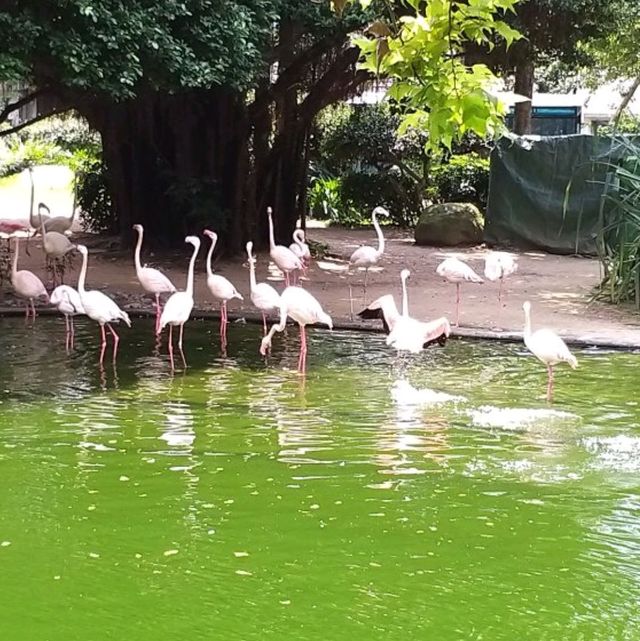 Royale experience Royale experience