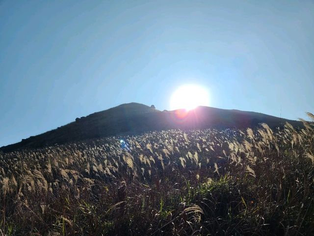 【秋冬賞芒系列~大東山🌾】