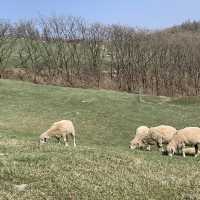 귀여운 양들이 가득🐑대관령 양떼목장