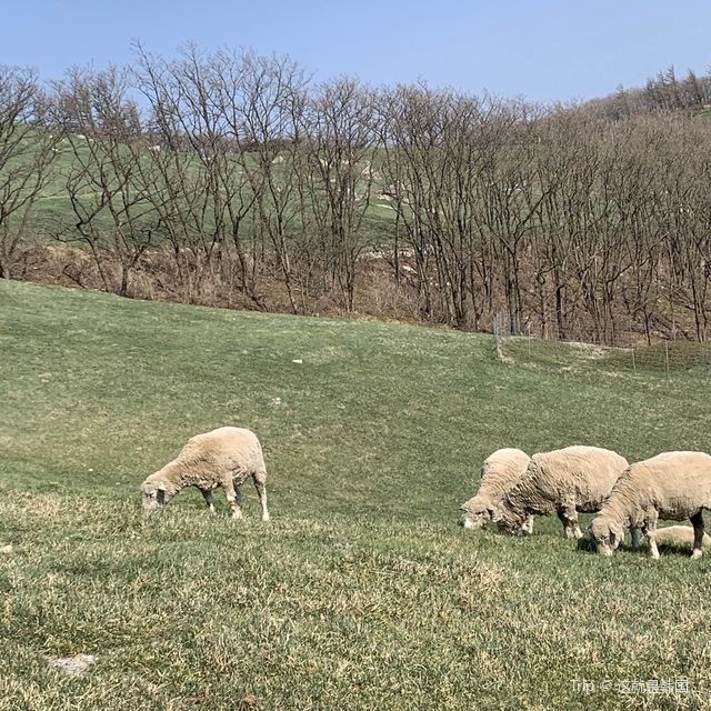 귀여운 양들이 가득🐑대관령 양떼목장