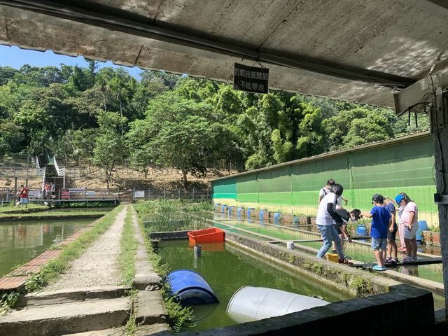 桃園/大溪-花鹿秘境 李家摸蜆農場 水豚君超萌 近距離接近可愛動物 